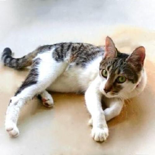 profile-image