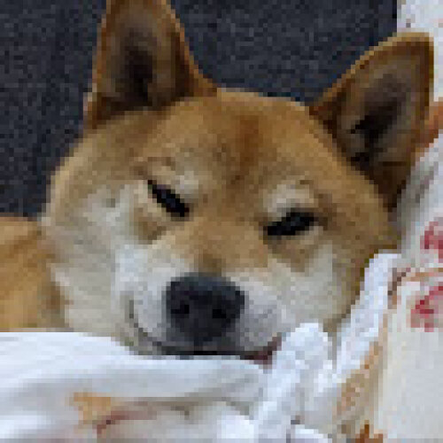 profile-image