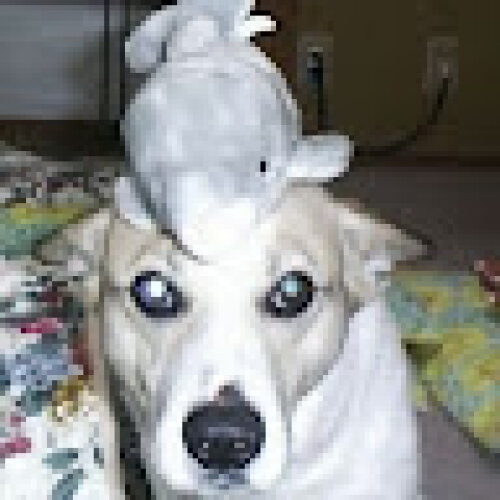 profile-image